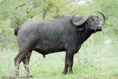 Afrikanischer Büffel (101 von 102).jpg